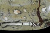 Fossil Orthoceras & Goniatite Oval Plate - Stoneware #140234-2